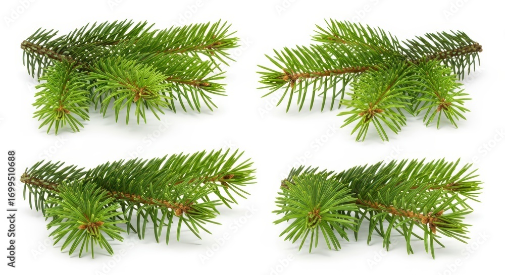 Fototapeta premium Fir Tree Branch on White Background