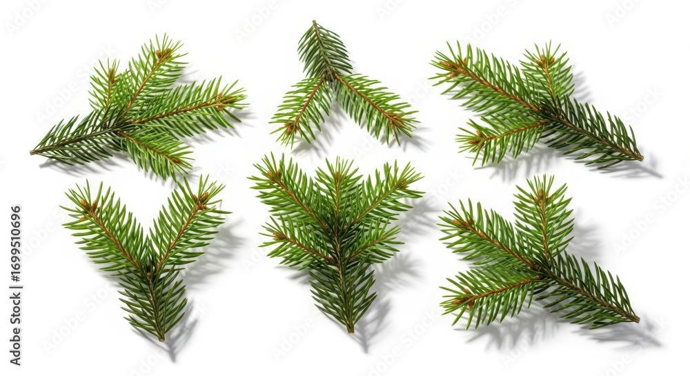 Obraz premium Fir Tree Branches on White Background, Christmas Design Element