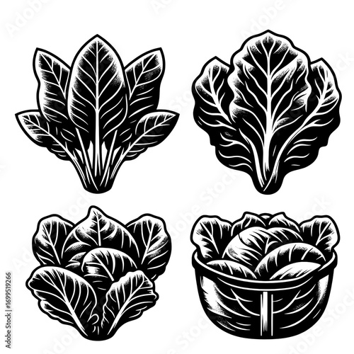 Illustration of four black and white leafy vegetables including spinach and cabbage in a basket design