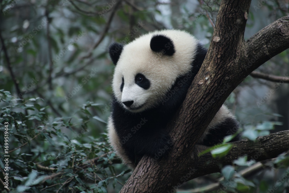 Obraz premium Authentic Wildlife Panda Conservation in Natural Habitat Premium Environmental Awareness Content for Eco-Friendly Marketing and Social Media Campaigns