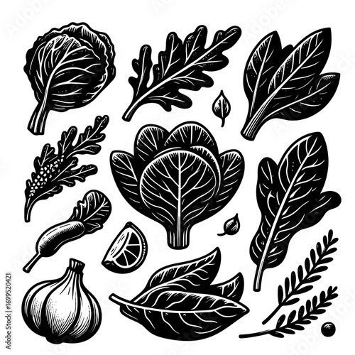 Illustration of various leafy greens including lettuce spinach and arugula in black and white style