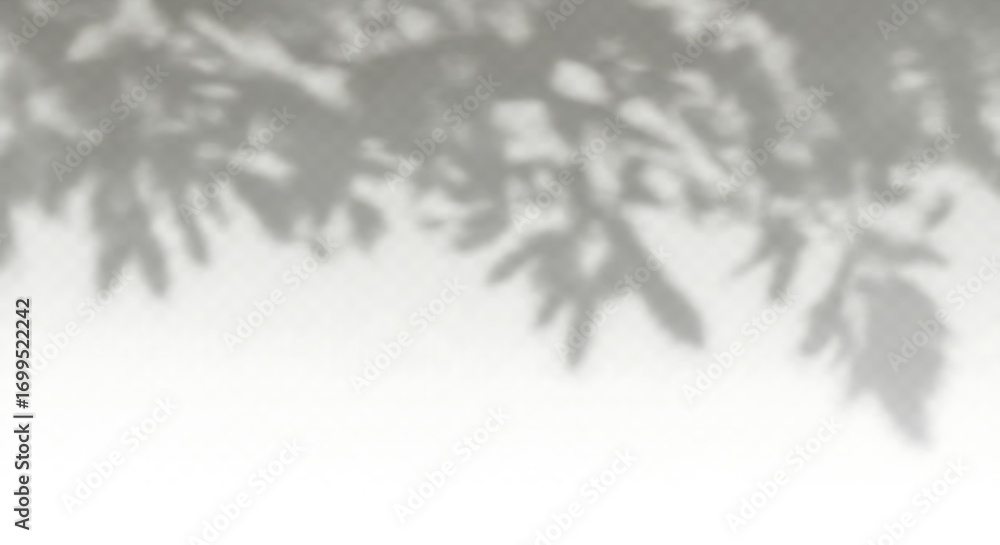 Obraz premium Soft Shadows of Green Leaves on a Textured White Background