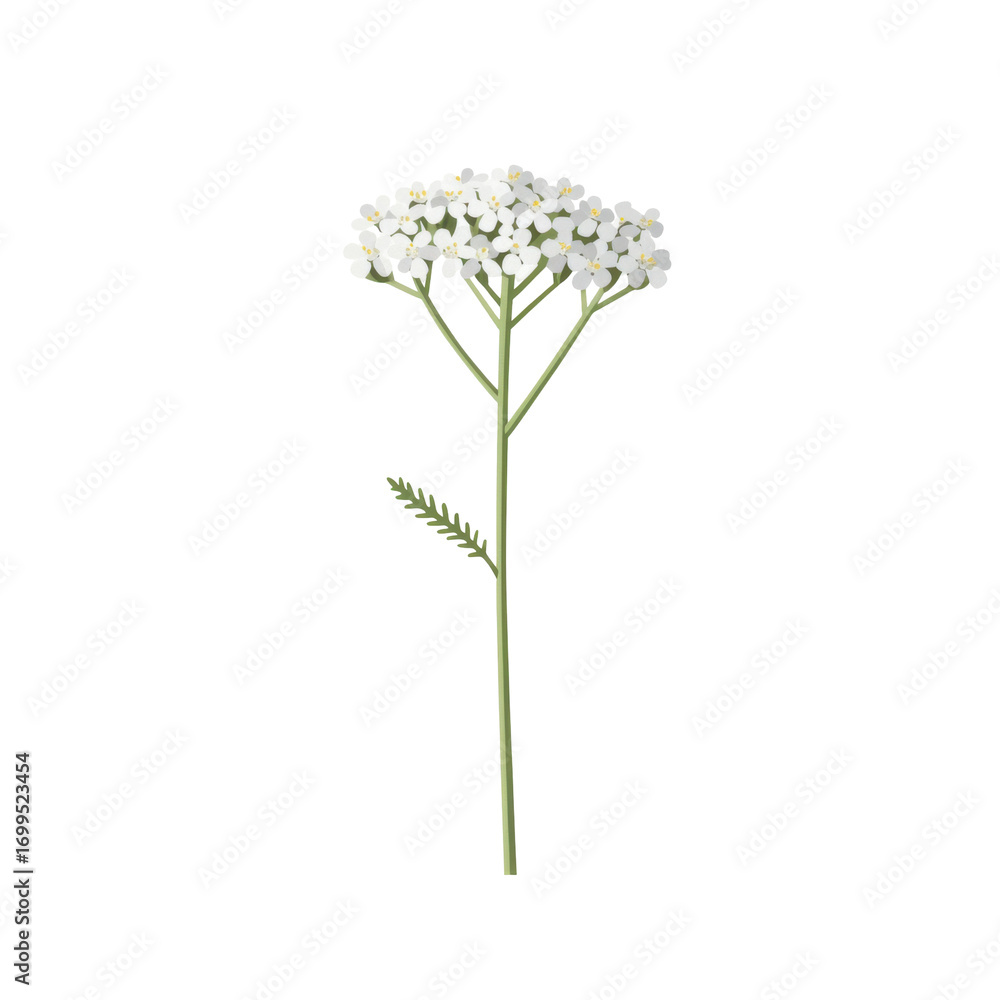 Obraz premium Elegant yarrow flower illustration with delicate white blooms and fern-like leaf isolated on white background
