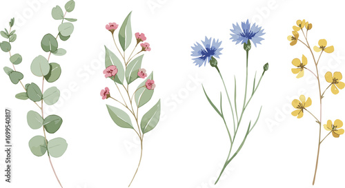 Botanical illustration of eucalyptus, pink flowers, blue cornflowers, and yellow wildflowers, detailed floral vector art for nature, garden, and decorative design projects