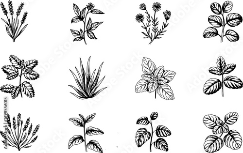 medicinal herbs and plants.eps