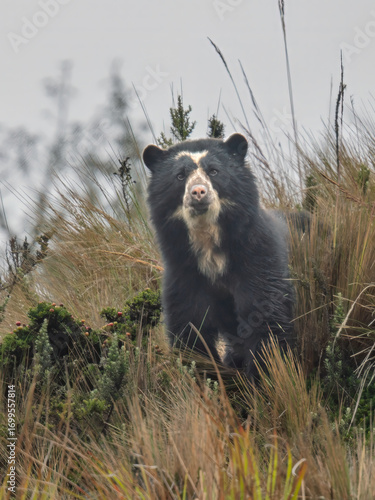 Spectacled Bear in Andean Highlands