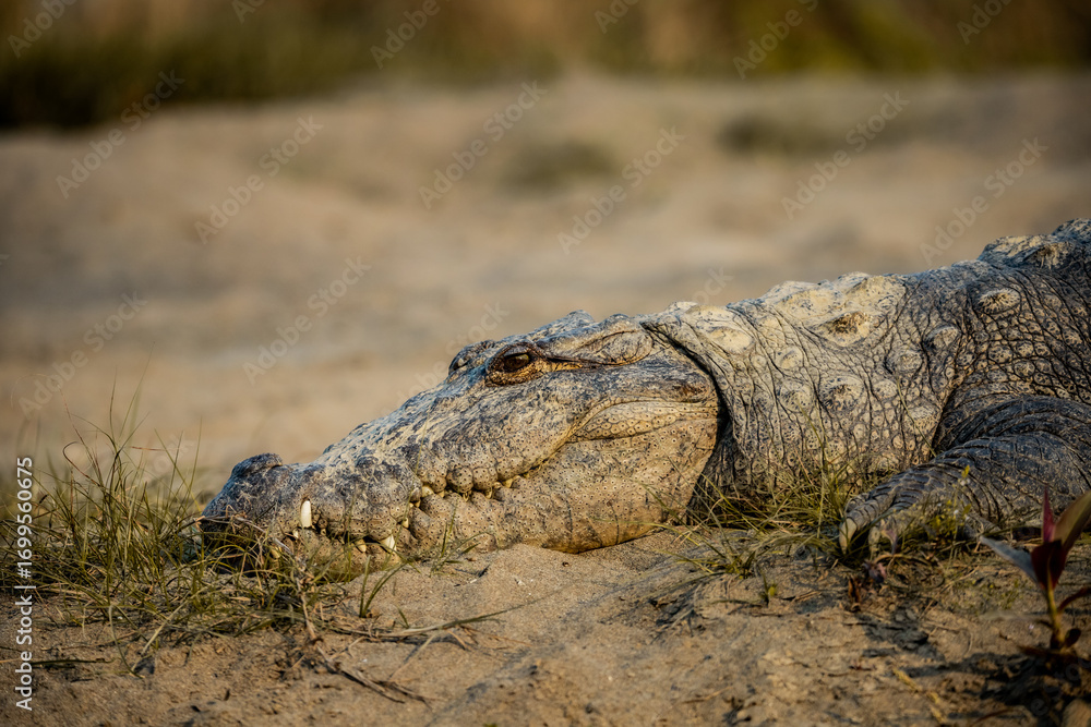 Obraz premium Large Crocodile Basking Beside River in Early Morning Light at Chitwan National Park
