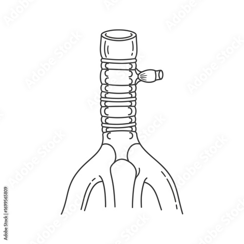  a detailed, black and white line drawing of a human trachea or windpipe. 