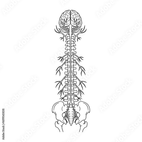  a detailed, black and white line drawing of the human central nervous system.