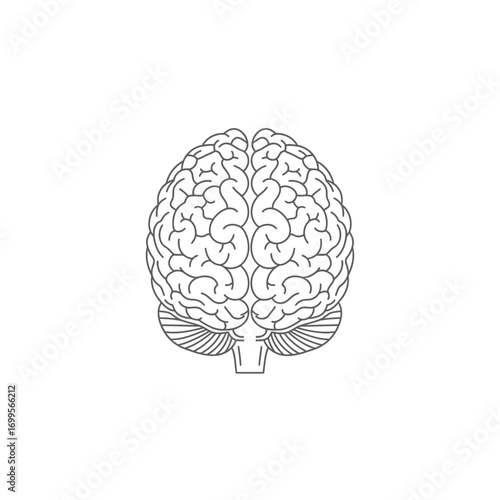  a detailed, black and white line drawing of a human brain. 