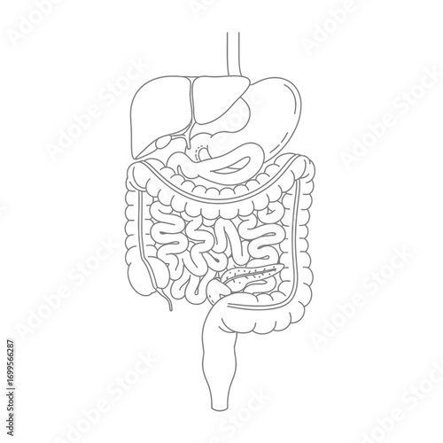 a detailed line drawing of the human digestive system. It depicts the key organs, including the stomach, liver, and the gallbladder at the top.