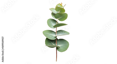Elegant and fresh single eucalyptus branch with distinctive rounded, green leaves, isolated on a clean white background, perfect for natural design elements and aromatherapy concepts