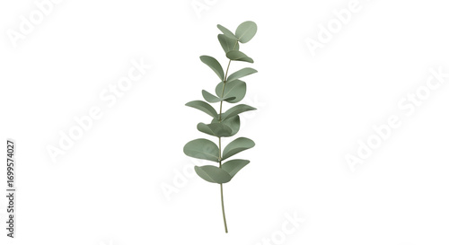 Elegant single eucalyptus branch with fresh green leaves, artfully isolated on a transparent background, perfect for sophisticated design projects and natural decor themes