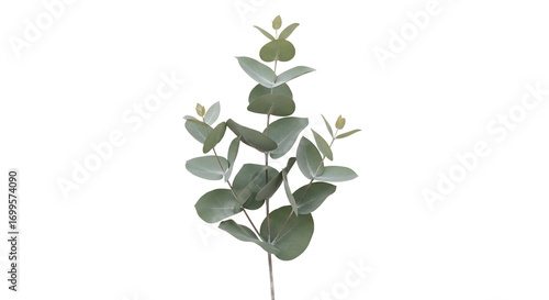 Elegant single eucalyptus branch with delicate silver-green leaves, perfect for natural decor, botanical designs, and adding a touch of serene greenery to any space