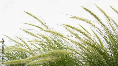 Gentle Wind Rustling Through Tall Blades of Grass Swaying on Transparent Background Animation, Generative AI