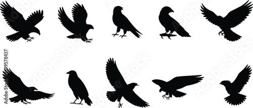  Silhouette illustration of flying eagles, hawks, and falcons in various poses, hunting, perching, and soaring, isolated black bird vector collection design