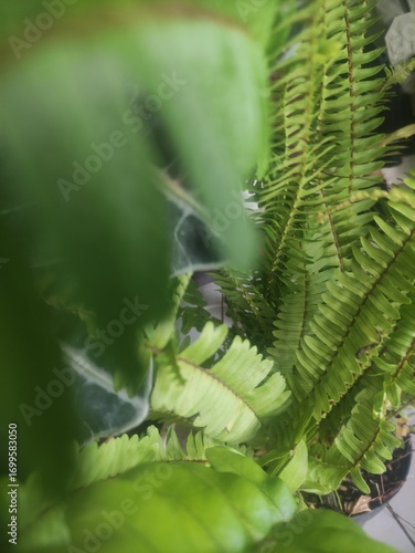 Close-up of a green fern leaf and stem showing natural detail and fresh tropical texture