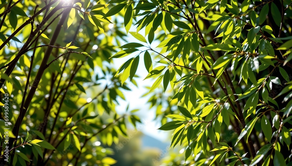 Obraz premium Lush Green Bamboo Canopy with Sunlight Filtering Through