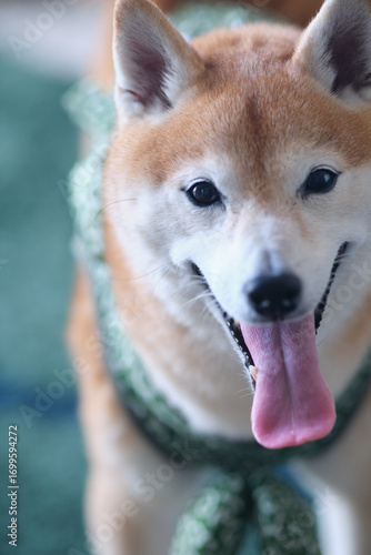 柴犬
