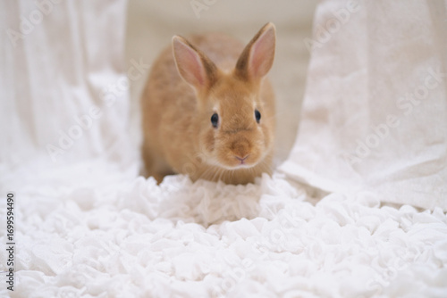 うさぎ