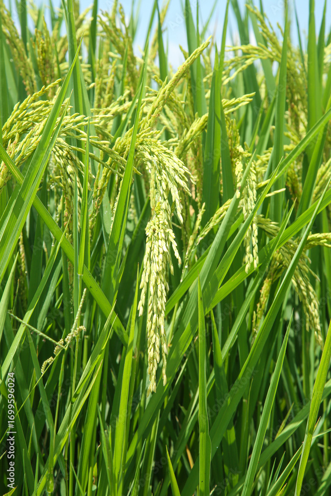 Fototapeta premium Golden Rice Paddies Ready for Harvest in Green Agricultural Farmland