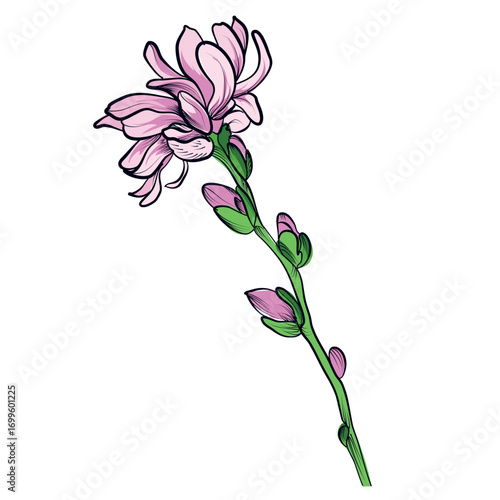 Pink magnolia flowers hand drawn vector illustration