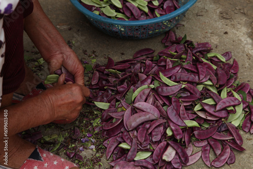 Photography Fresh Purple Lentils Being Hand Sorted on Ground - Traditional Food Preparation