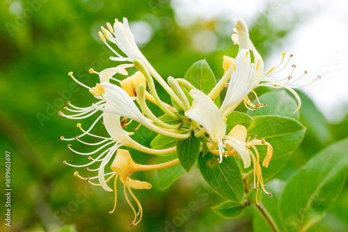 Japanese Honeysuckle Lonicera Japonica White Yellow Flowers Blooming on Green Vine for Herbal Tea and Natural Medicine