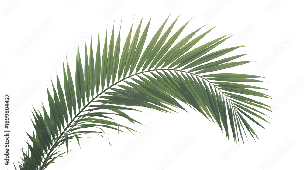 Single green palm leaf frond, isolated on white background png.
Single green palm leaf frond, isolated on white background png.