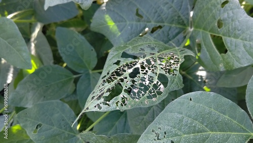 害虫による食害を受けた大豆の葉