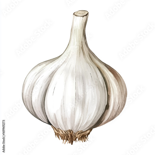 A single bulb of fresh white garlic with roots attached.