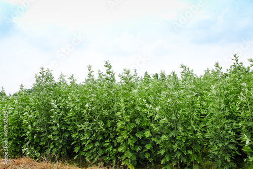 Wallpaper Mural Large Field of Freshly Grown Wild Mugwort Plants in Agricultural Landscape Torontodigital.ca