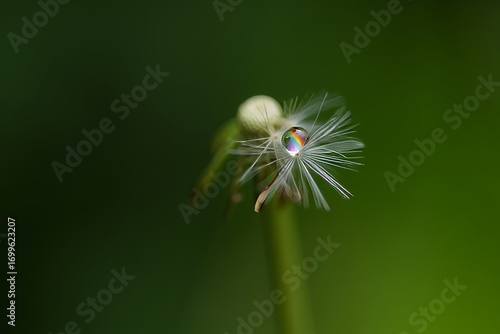 Tiny Dewdrops Adorn a Dandelion Seed Head with Rainbow Colors