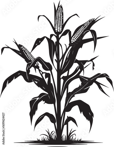 Corn plant silhouette with detailed leaves and ripe ear illustration on white background