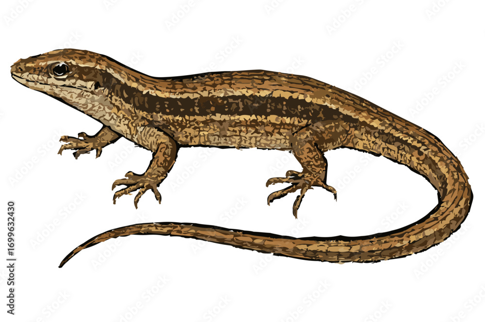 Naklejka premium Eutropis multifasciata illustration
