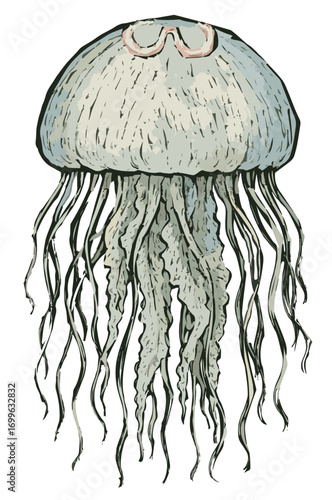 Aurelia aurita illustration