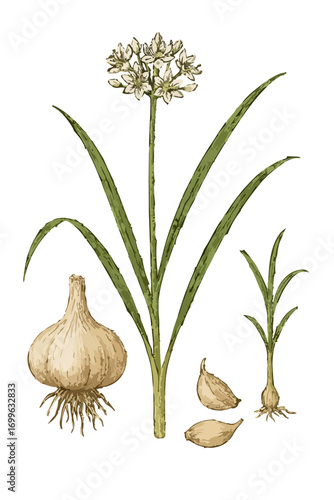 Allium sativum illustration