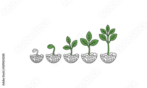 Plant growth stages from seed to mature tree sprout