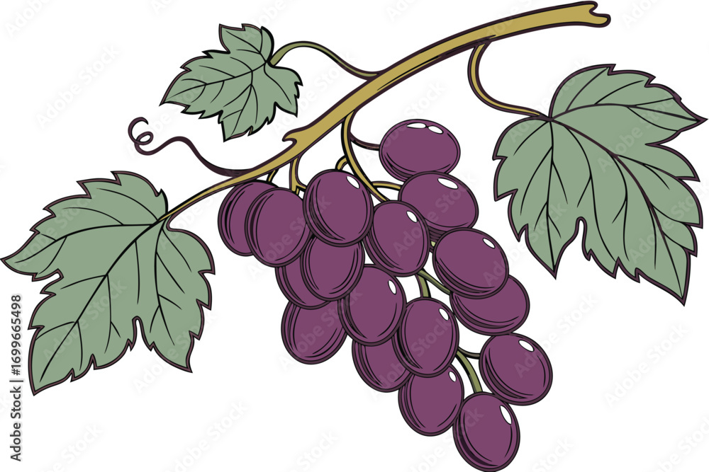 Obraz premium grapes vector icon