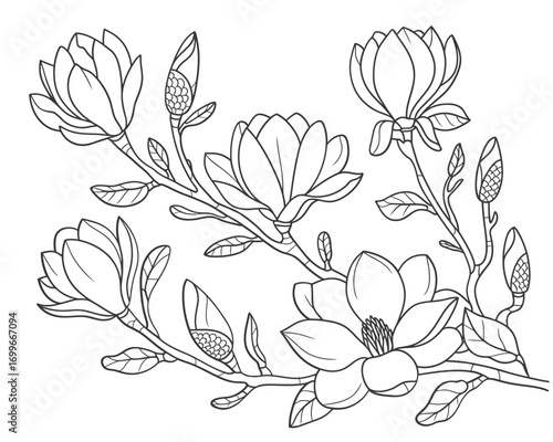 Delicate magnolia blossoms branch line art illustration