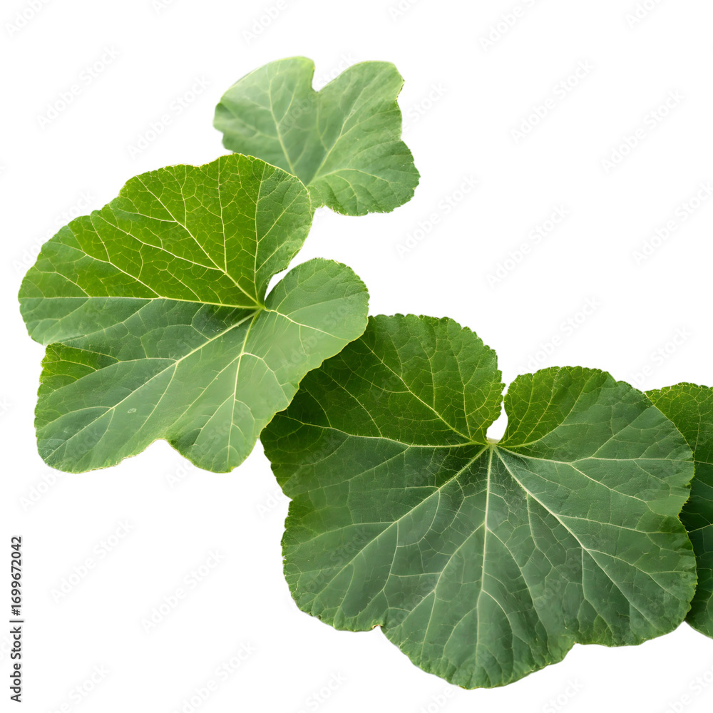 Obraz premium Green Gourd Leaves with Veins isolated on a transparent background leaf plant