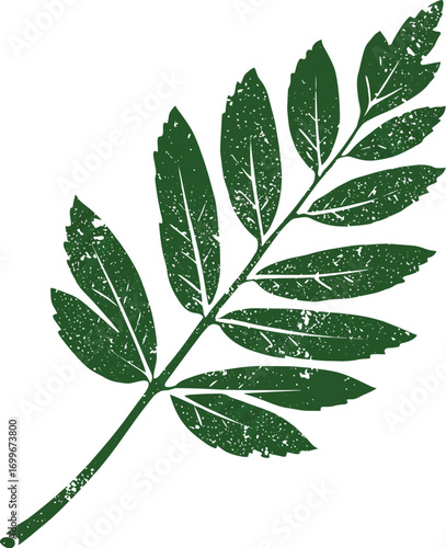 a green leaf with detailed veins on transparent background