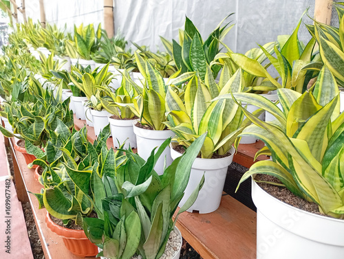 Rows of Sansevieria (Snake Plants) in white pots at a nursery. Low-maintenance indoor air-purifying plant concept.