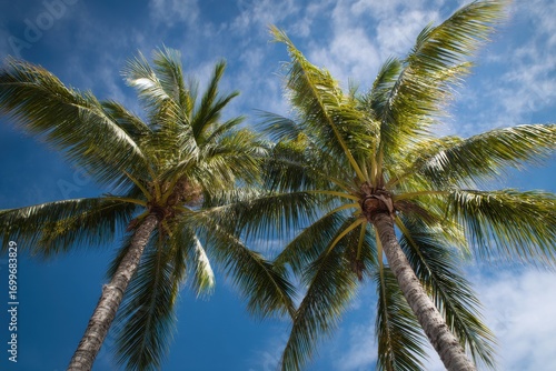 Wallpaper Mural Vacation Orlando. Tropical Palm Trees under Blue Sky on Summer Beach Torontodigital.ca