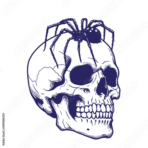 Intricate illustration of a human skull with a large spider perched atop its surface