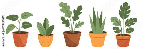 Collection of five potted houseplants with green leaves on white background potted plants