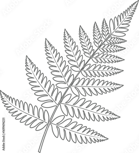 Detailed line drawing of a fern frond against a clean white background space