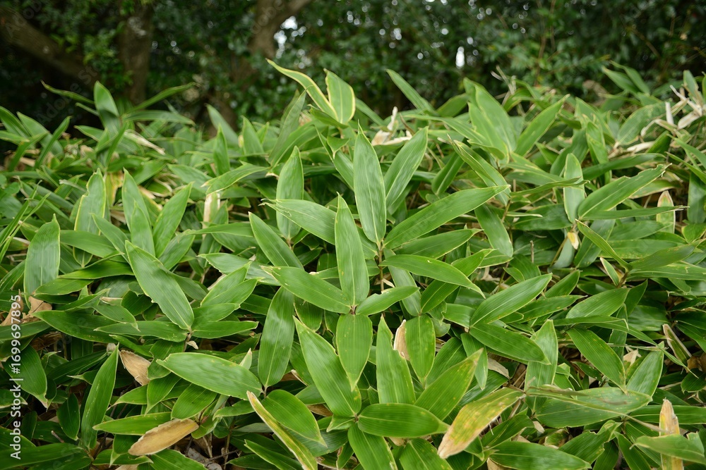 Obraz premium Sasa quelpaertensis, called Jeju Jorindae in Korea, is an evergreen bamboo endemic to Korea. It grows on Hallasan Mountain with small culms and green hairy leaves.