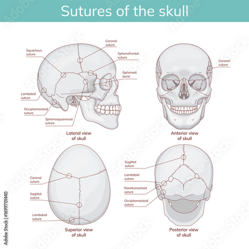The cranial sutures as a scheme of medical division of the bones of the human head. Educational anatomical scheme of the squamous, coronoid, lamboid, sagittal and occipito-mastoid sections.