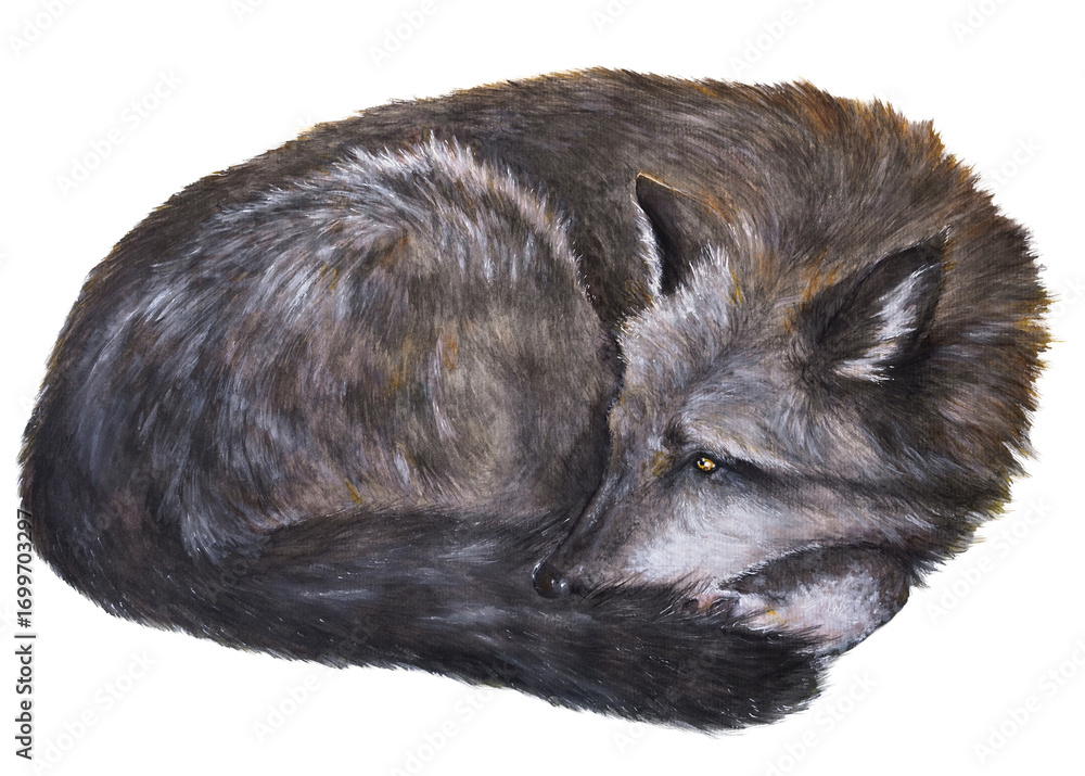 Obraz premium Schneewolf wolf